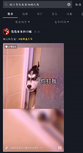 抖音哈士奇单挑视频在哪看