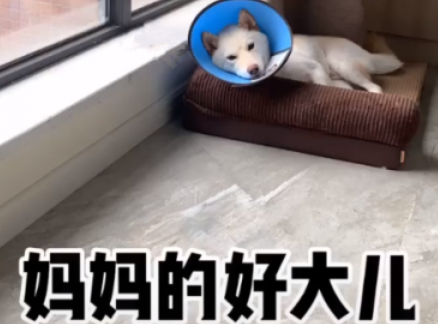 抖音妈妈的好大儿是什么梗