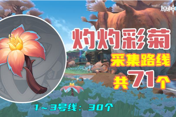 原神灼灼彩菊采集路线